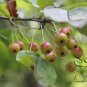 Malus Baccata, Siberian Crabapple Seed 2000 PCS, Shan Jing Zi