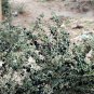 Lycium Ruthenicum, Russian Box Thorn Seed 2000 PCS, Hei Guo Gou Qi