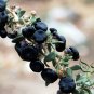 Lycium Ruthenicum, Russian Box Thorn Seed 2000 PCS, Hei Guo Gou Qi
