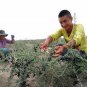 Lycium Ruthenicum, Russian Box Thorn Seed 2000 PCS, Hei Guo Gou Qi