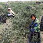 Lycium Ruthenicum, Russian Box Thorn Seed 2000 PCS, Hei Guo Gou Qi