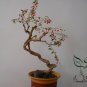 Lycium Barbabarum, Goji Berry Wolfberry Seed 2000 PCS, Gouqi