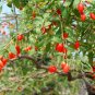 Lycium Barbabarum, Goji Berry Wolfberry Seed 2000 PCS, Gouqi