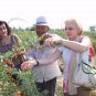 Lycium Barbabarum, Goji Berry Wolfberry Seed 2000 PCS, Gouqi