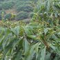 Litchi Chinensis, Litchi Lychee Seed 50 PCS, Lichee Li Zhi