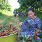 Litchi Chinensis, Litchi Lychee Seed 50 PCS, Lichee Li Zhi