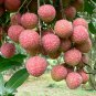Litchi Chinensis, Litchi Lychee Seed 50 PCS, Lichee Li Zhi