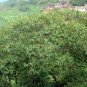 Juglans Regia, Persian Walnut Seed 20 PCS, English Walnut Shan Hetao