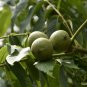 Juglans Regia, Persian Walnut Seed 20 PCS, English Walnut Shan Hetao
