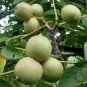 Juglans Regia, Persian Walnut Seed 20 PCS, English Walnut Shan Hetao