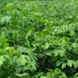 Ginkgo Biloba, Maidenhair Tree Seed 50 PCS, Ginkgo Gingko Yin Xing