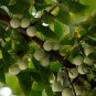 Ginkgo Biloba, Maidenhair Tree Seed 50 PCS, Ginkgo Gingko Yin Xing