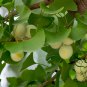 Ginkgo Biloba, Maidenhair Tree Seed 50 PCS, Ginkgo Gingko Yin Xing