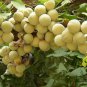 Ginkgo Biloba, Maidenhair Tree Seed 50 PCS, Ginkgo Gingko Yin Xing