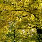 Ginkgo Biloba, Maidenhair Tree Seed 50 PCS, Ginkgo Gingko Yin Xing