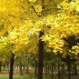 Ginkgo Biloba, Maidenhair Tree Seed 50 PCS, Ginkgo Gingko Yin Xing