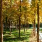 Ginkgo Biloba, Maidenhair Tree Seed 50 PCS, Ginkgo Gingko Yin Xing