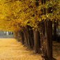 Ginkgo Biloba, Maidenhair Tree Seed 50 PCS, Ginkgo Gingko Yin Xing