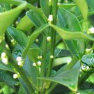 Fortunella Margarita, Kumquat Cumquats Seed 500 PCS, Golden Tangerine Jin Ju