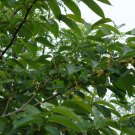 Diospyros Lotus, Lilac Persimmon Seed 300 PCS, Date-plum Jun Qianzi