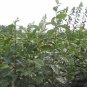 Diospyros Kaki, Kaki Persimmon Seed 300 PCS, Asian Persimmon Shizi
