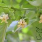 Diospyros Kaki, Kaki Persimmon Seed 300 PCS, Asian Persimmon Shizi