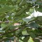 Diospyros Kaki, Kaki Persimmon Seed 300 PCS, Asian Persimmon Shizi