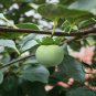 Diospyros Kaki, Kaki Persimmon Seed 300 PCS, Asian Persimmon Shizi