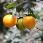 Diospyros Cathayensis, Wu Shi Seed 300 PCS, Jin Dan Zhi