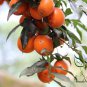 Diospyros Cathayensis, Wu Shi Seed 300 PCS, Jin Dan Zhi
