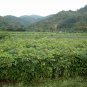 Dimocarpus Longan, Gui Yuan Longan Seed 50 PCS, Long Yan
