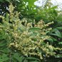 Dimocarpus Longan, Gui Yuan Longan Seed 50 PCS, Long Yan