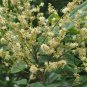 Dimocarpus Longan, Gui Yuan Longan Seed 50 PCS, Long Yan