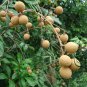 Dimocarpus Longan, Gui Yuan Longan Seed 50 PCS, Long Yan