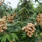 Dimocarpus Longan, Gui Yuan Longan Seed 50 PCS, Long Yan