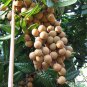 Dimocarpus Longan, Gui Yuan Longan Seed 50 PCS, Long Yan