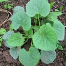 Cucumis Melo, Sweet Melon Seed 1000 PCS, Bai Tian Gua