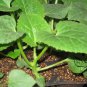 Cucumis Melo, Sweet Melon Seed 1000 PCS, Bai Tian Gua