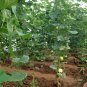 Cucumis Melo, Sweet Melon Seed 1000 PCS, Bai Tian Gua