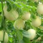 Cucumis Melo, Sweet Melon Seed 1000 PCS, Bai Tian Gua