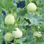 Cucumis Melo, Sweet Melon Seed 1000 PCS, Bai Tian Gua