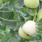 Cucumis Melo, Sweet Melon Seed 1000 PCS, Bai Tian Gua