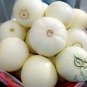 Cucumis Melo, Sweet Melon Seed 1000 PCS, Bai Tian Gua