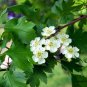 Crataegus Pinnatifida, Mountain Hawthorn Seed 300 PCS, Chinese Haw Shan Zha