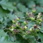 Crataegus Pinnatifida, Mountain Hawthorn Seed 300 PCS, Chinese Haw Shan Zha