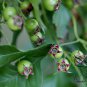 Crataegus Pinnatifida, Mountain Hawthorn Seed 300 PCS, Chinese Haw Shan Zha