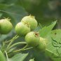 Crataegus Pinnatifida, Mountain Hawthorn Seed 300 PCS, Chinese Haw Shan Zha