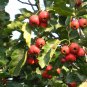 Crataegus Pinnatifida, Mountain Hawthorn Seed 300 PCS, Chinese Haw Shan Zha