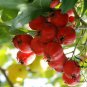 Crataegus Pinnatifida, Mountain Hawthorn Seed 300 PCS, Chinese Haw Shan Zha