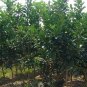 Corsican Citron, Diamante Citron Seed 200 PCS, Xiang Pao